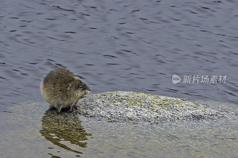 麝鼠(Ondatra zibethicus)是一种中等体型的半水生啮齿动物，原产于北美。黄石国家公园，怀俄明州。